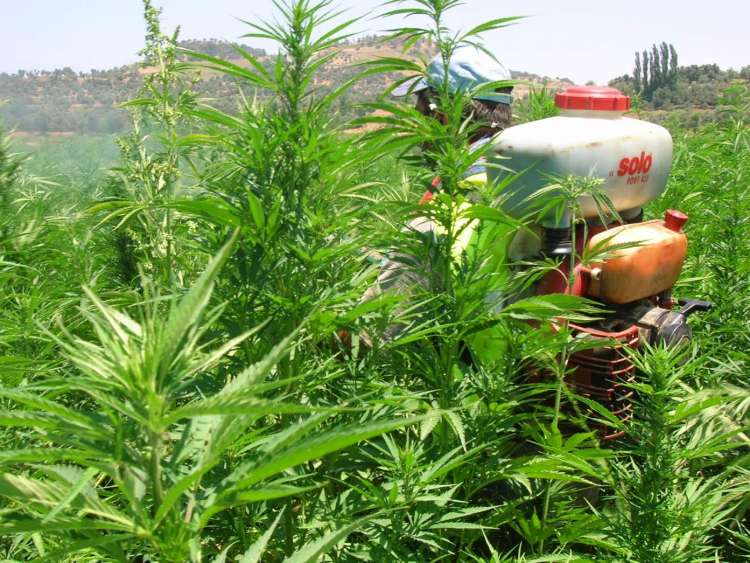 إيقاف 51 مهربا بإسبانيا أغلبهم مغاربة وحجز أسلحة نارية..أباطرة “يستثمرون” في حقول سرية للكيف